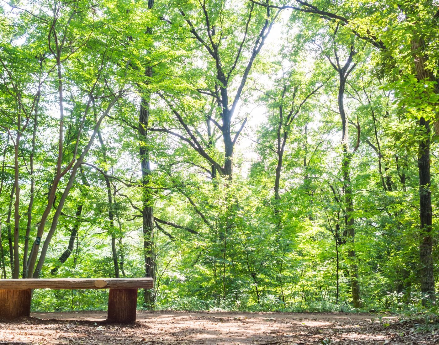 🌳 하치코쿠야마 녹지(八国山緑地) 이미지 1